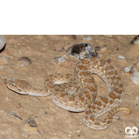 گونه مار افعی شاخدار عربی Desert Horned Viper